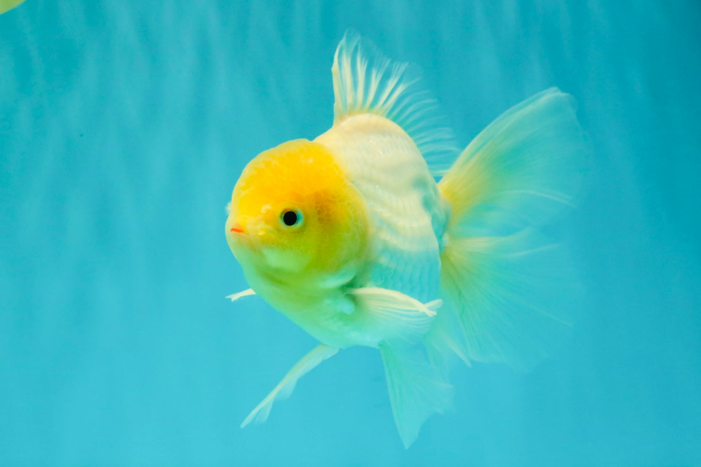 A Grade White Oranda Male 6 inches #061926OR_26