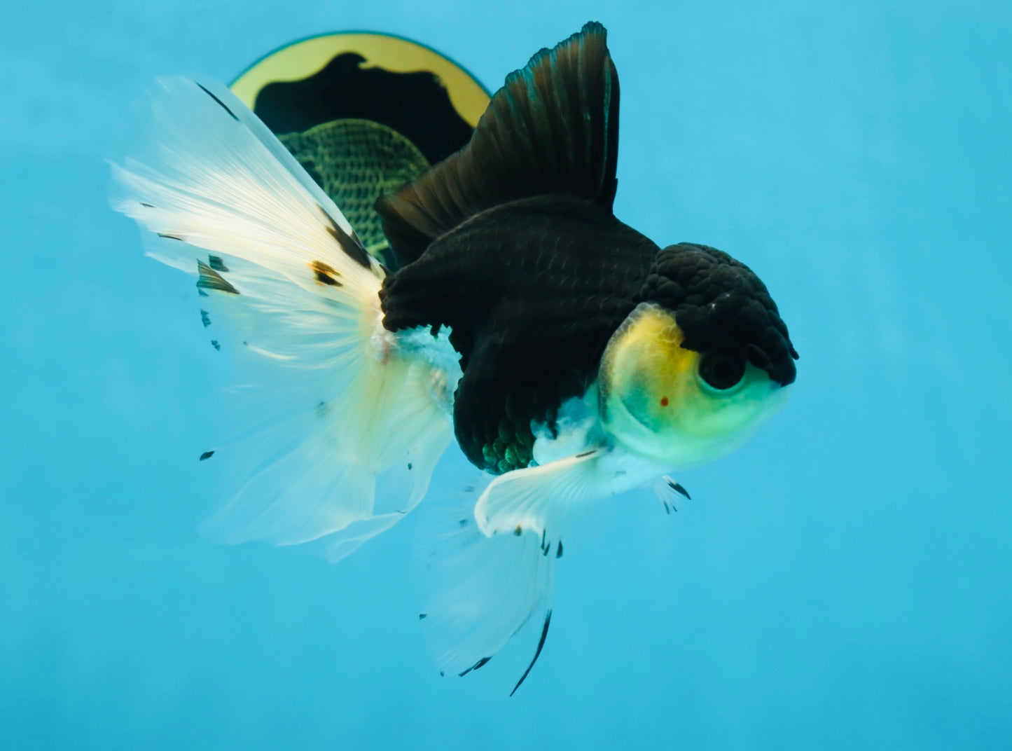 Fluffy Tail Panda Oranda Male 5.5 inches #072525OR_12