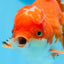 AAA Grade Red White Oranda Male 5.5 inches #0706OR_22