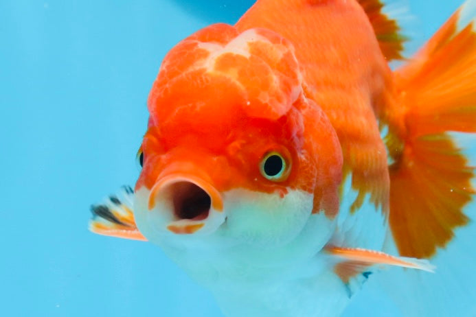 AAA Grade Red White Oranda Male 5.5 inches #0706OR_22