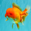 AAA Grade Red Oranda Female 6.5 inches #071026OR_24