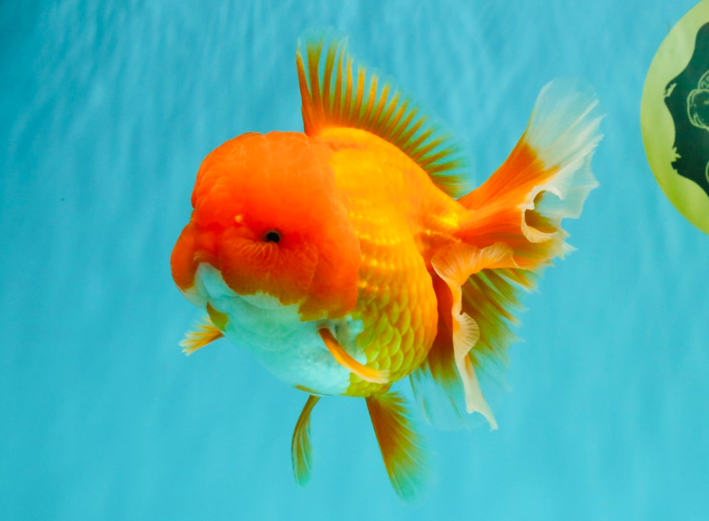 AAA Grade Red Oranda Female 6.5 inches #071026OR_24
