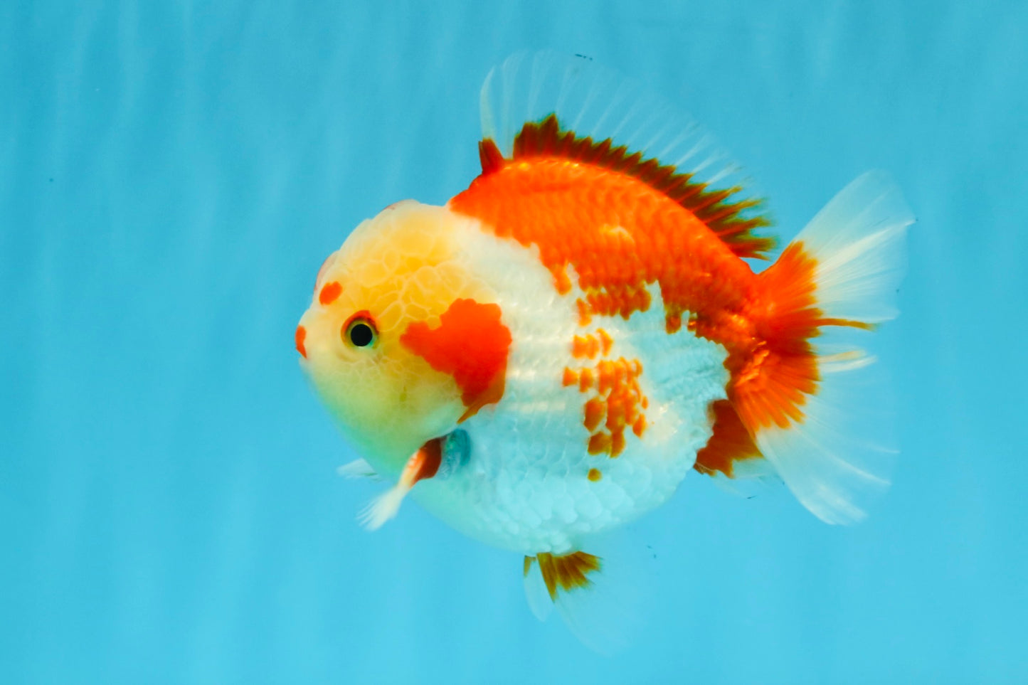 SUPER Cutie AAA Grade Red White Yuanbao Male 5 inches #032726YB_01