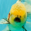 AAA Grade Marble Oranda Male 6.5-7 inches #070626OR_09