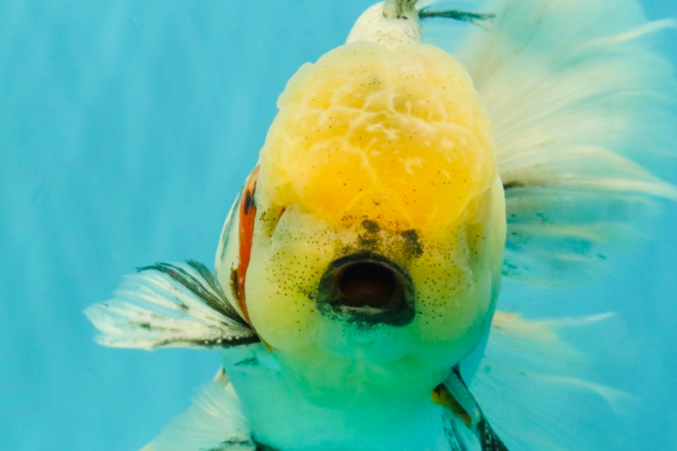 AAA Grade Marble Oranda Male 6.5-7 inches #070626OR_09