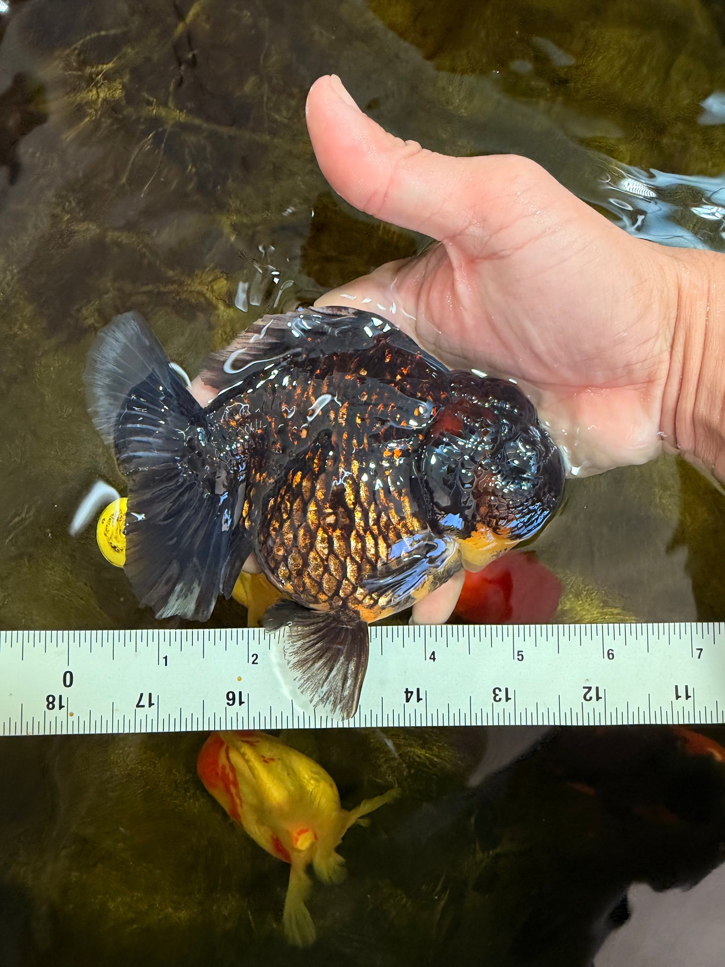 AAA Grade Tiger Yuanbao Female 5.5  inches #101025YB_28