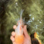 CHICKIE A Grade Red White Oranda Male 6 inches #090426OR_12