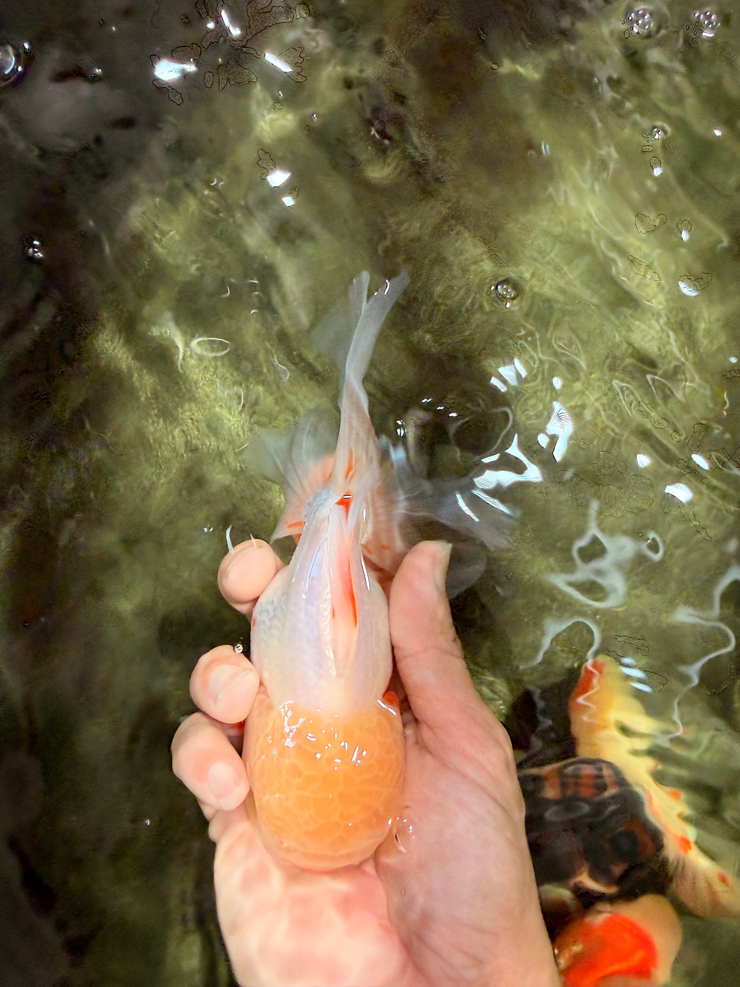 CHICKIE A Grade Red White Oranda Male 6 inches #090426OR_12