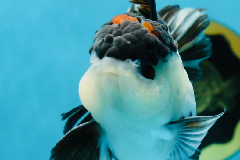 AAA Grade Tricolor Blink Button Eyes Oranda Male 4.5 inches #020725OR_34