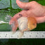 AAA Grade Lemonhead Oranda Male 4.5-5 inches #0830OR_12