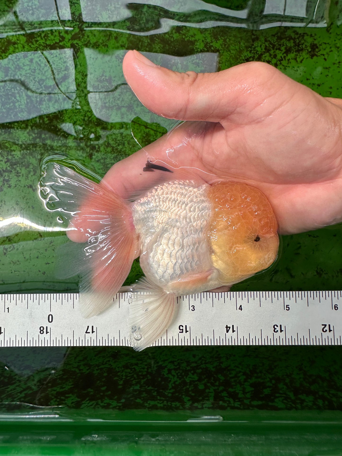 Oranda mâle à tête de citron de qualité AAA 4,5 à 5 pouces #0830OR_12