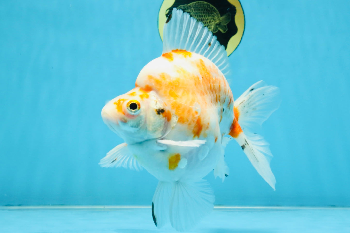 AAA Grade Indonesia Sakura Ryukin Male 6-6.5 inches #111425RK_12