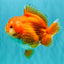 SUPER CUTE A Grade Red White Yuanbao Female 5-5.5 inches #071026YB_20
