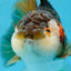 A Grade CHUBBY Tricolor Yuanbao Male 5.5-6  inches #100325YB_03