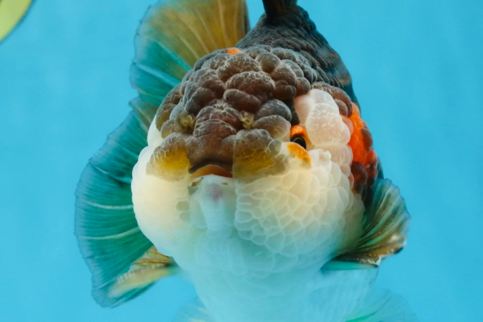 A Grade CHUBBY Tricolor Yuanbao Male 5.5-6  inches #100325YB_03