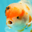 A Grade Sakura Oranda Male 6-6.5 inches #073126OR_17