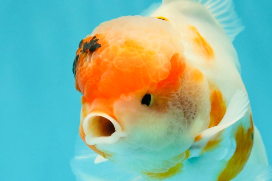A Grade Sakura Oranda Male 6-6.5 inches #073126OR_17