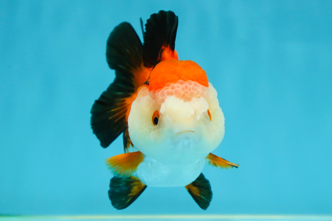 A Grade Pompom Tricolor Yuanbao Female 4 inches #050925YB_30