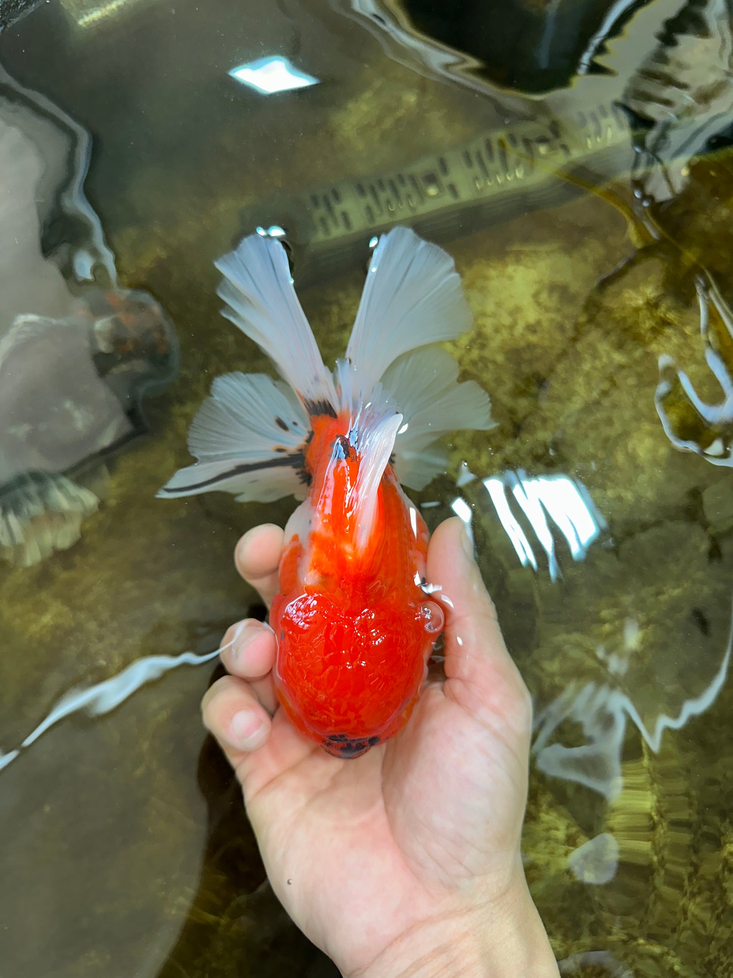 AAA Grade Young Godzilla Sakura Oranda Male 6-6.5 inches #081525OR_08