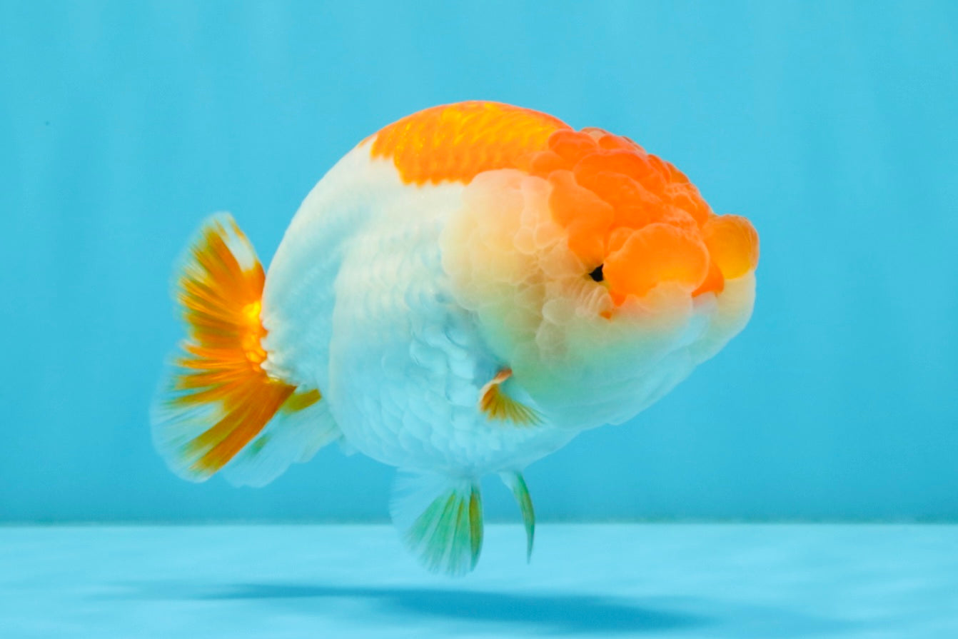 A Grade Red White LionQueen 4.5-5 inches #032726LC_19