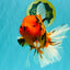 A Grade Tiger Oranda Female 7.5 inches #101626OR_16