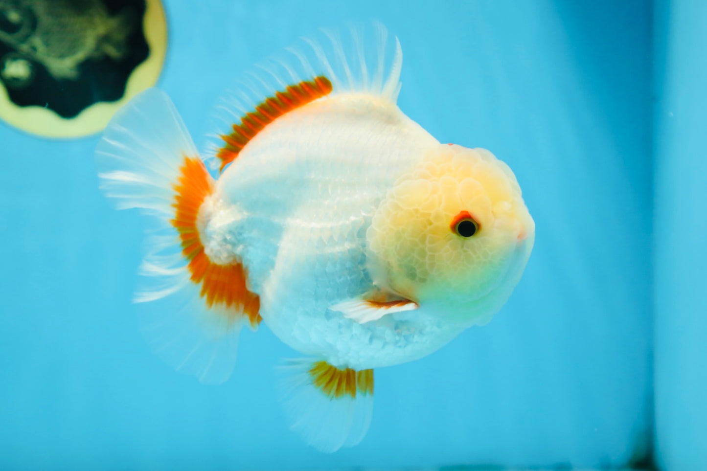 AAA Grade BEAUTIFUL Red White Yuanbao Male 5.5 inches #091225YB_02