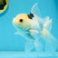 A Grade Tricolor Oranda Female 6 inches #112924OR_12