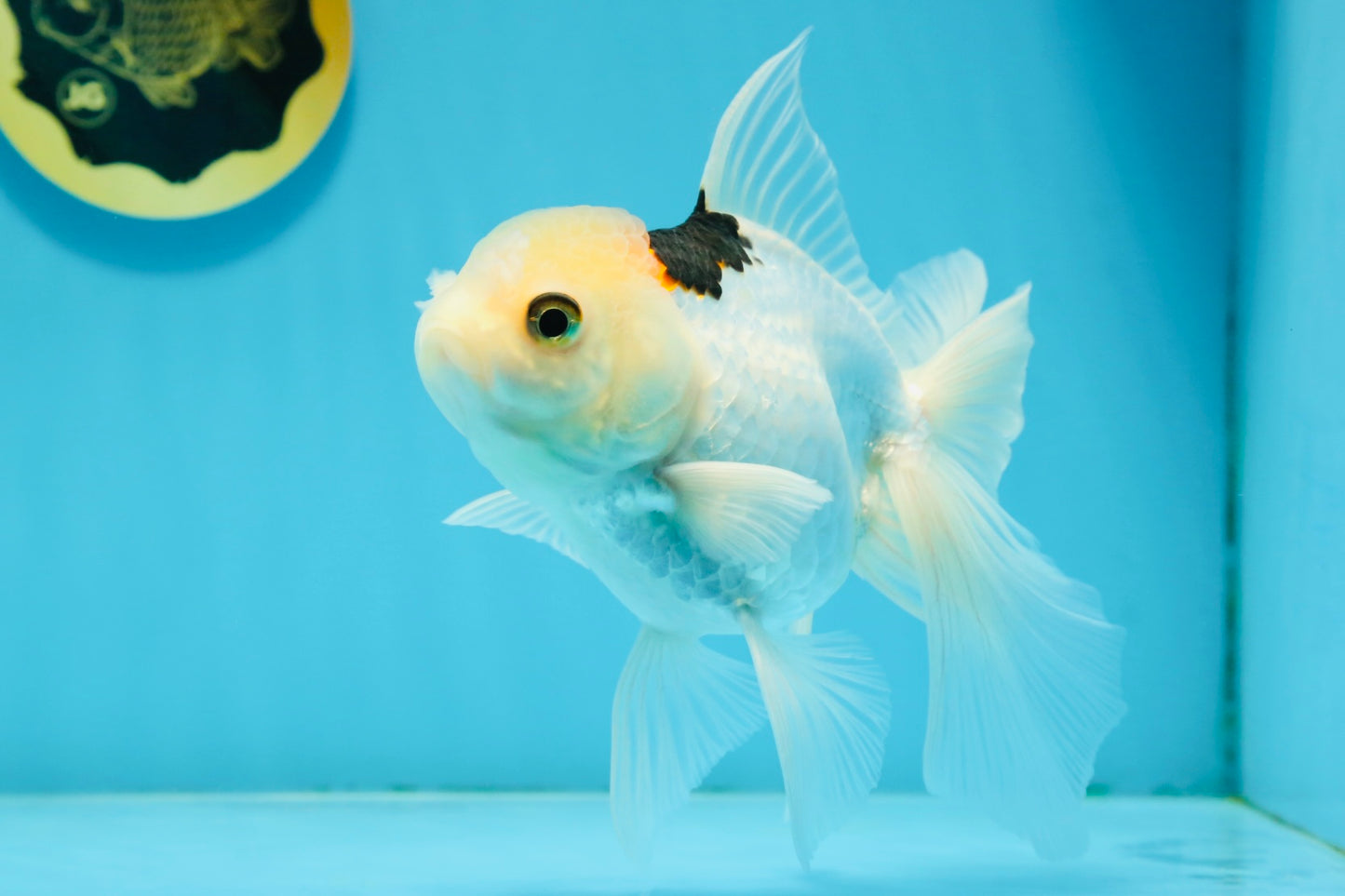 A Grade Tricolor Oranda Female 6 inches #112924OR_12