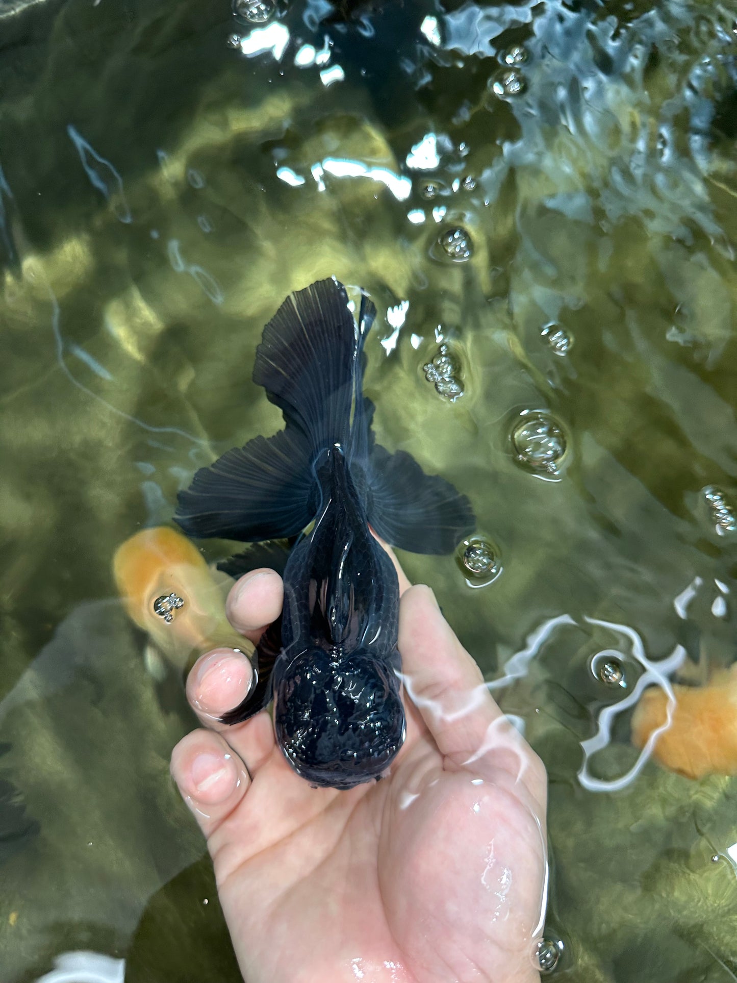 A Grade Panda Oranda Male 5.5 inches #060625OR_15