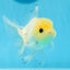 Oranda macho de ojos de botón de cabeza de limón de grado A, único, de 4 a 4,5 pulgadas, n.º 0906OR_28