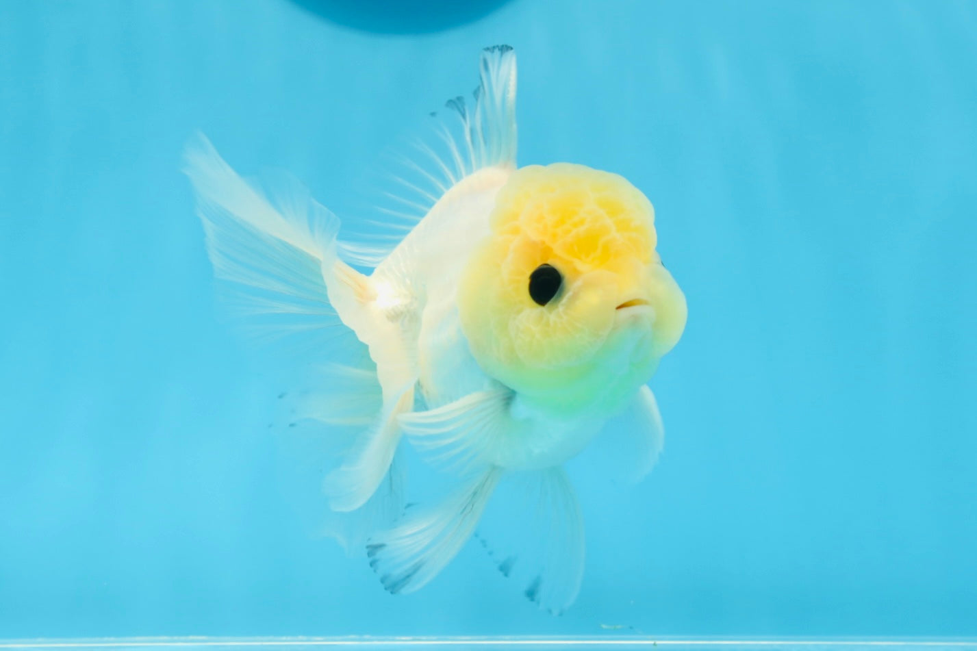 Oranda macho de ojos de botón de cabeza de limón de grado A, único, de 4 a 4,5 pulgadas, n.º 0906OR_28