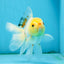 Little Chicken Lemonhead Oranda Male 4.5 inches #011725OR_03