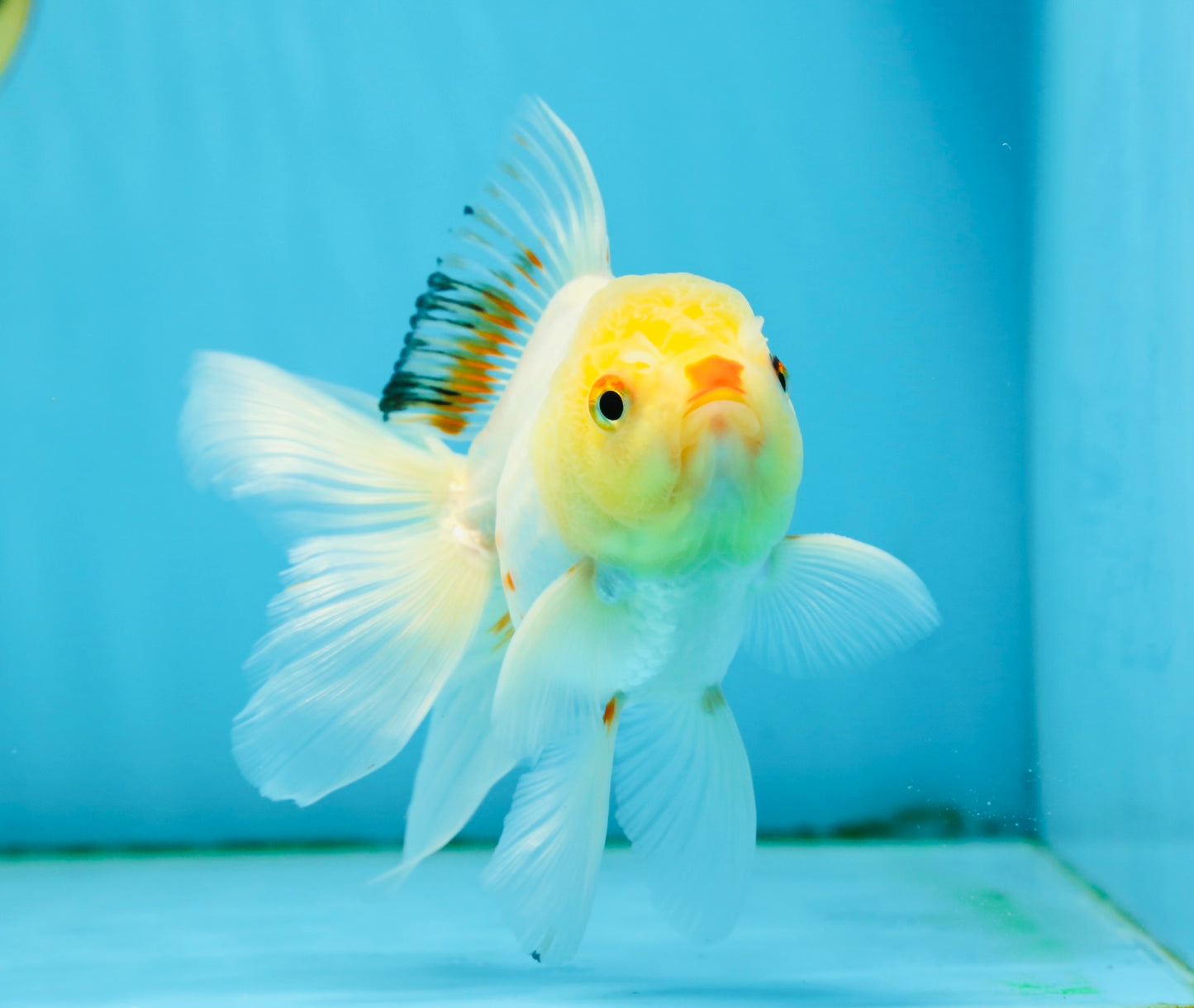 Little Chicken Lemonhead Oranda Male 4.5 inches #011725OR_03