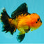 HEART A Grade Apache Oranda Female 6-6.5 inches #032026OR_06