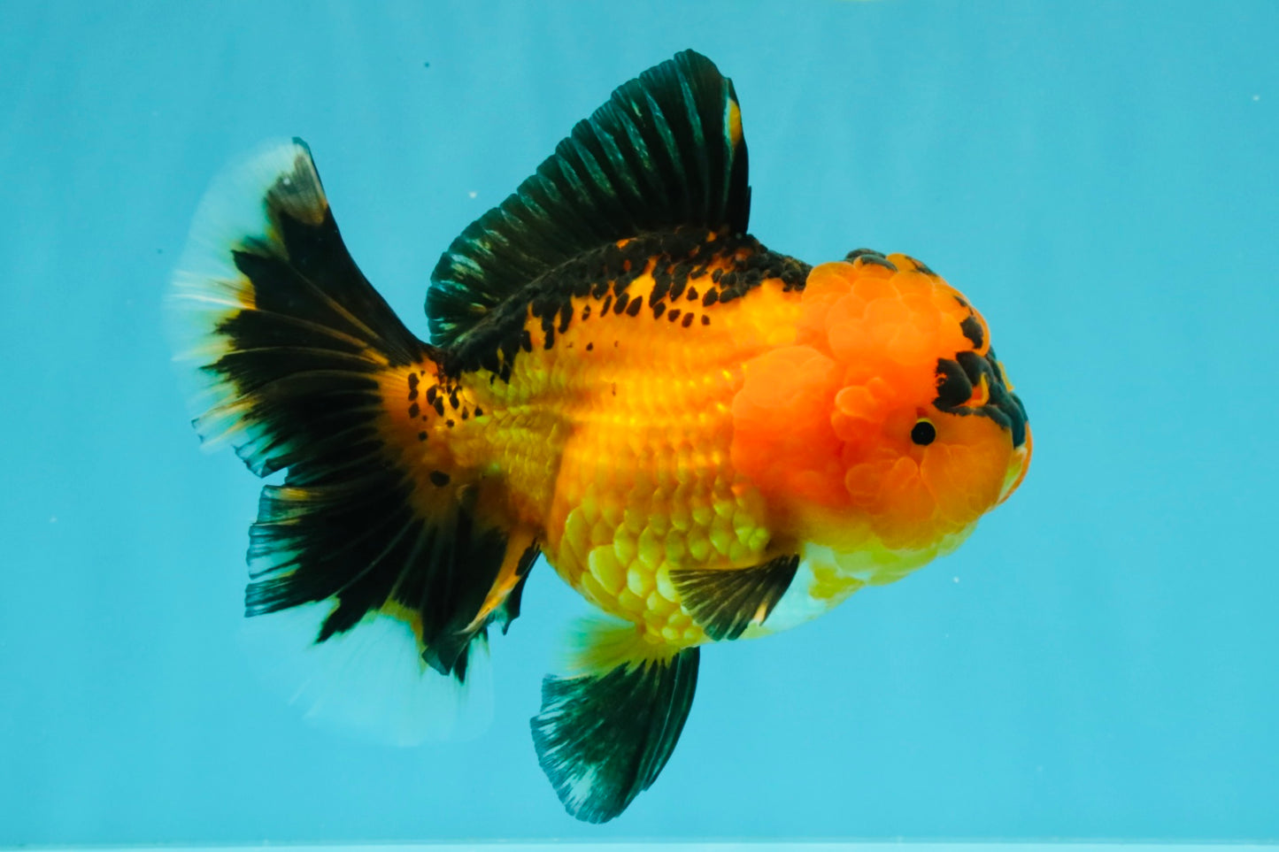 HEART A Grade Apache Oranda Female 6-6.5 inches #032026OR_06