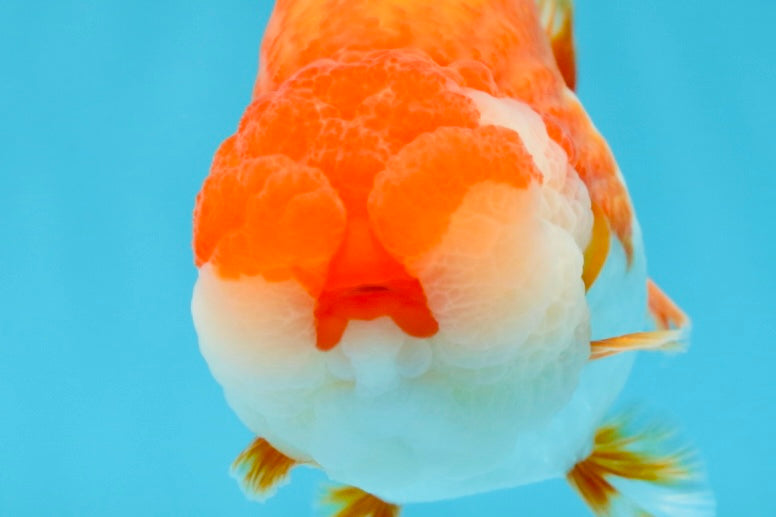 AAA Grade TOP Red White LionQueen 4.5 inches #051625LC_38