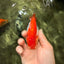A Grade Red White LionQueen 4 inches #081426LC_17