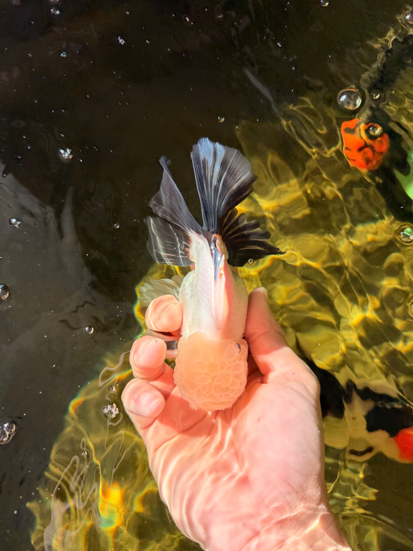 Panda Oranda Male 5 inches #032026OR_12