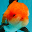 BULLDOG AAA Grade Tricolor Oranda Male 5.5-6 inches #071026OR_30