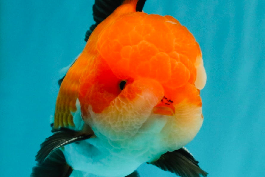 BULLDOG AAA Grade Tricolor Oranda Male 5.5-6 inches #071026OR_30