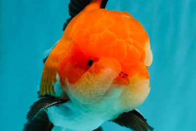 BULLDOG AAA Grade Tricolor Oranda Male 5.5-6 inches #071026OR_30