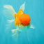 A Grade Red White Oranda Male 5.5 inches #081426OR_08