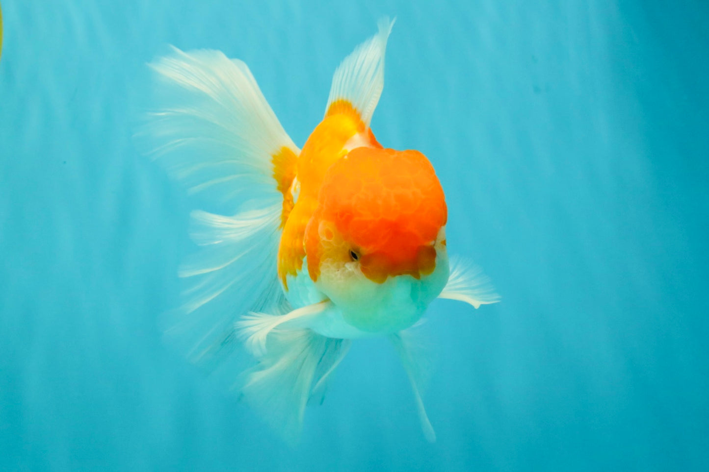 A Grade Red White Oranda Male 5.5 inches #081426OR_08