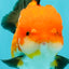 CHUBBY AAA Grade Apache Oranda Male 5 inches #082826OR_10