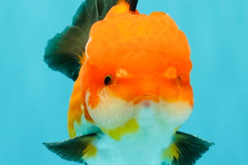 CHUBBY AAA Grade Apache Oranda Male 5 inches #082826OR_10