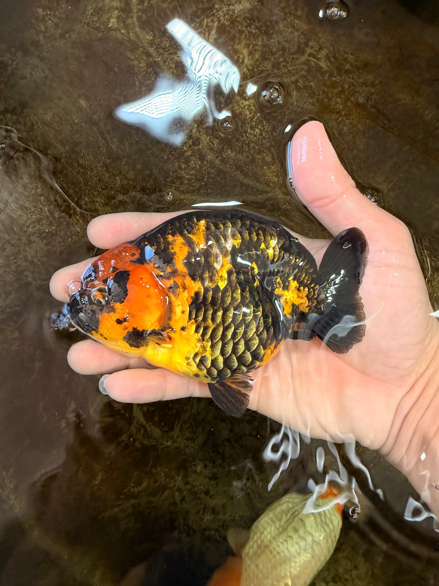 Tiger Chinese Ranchu Female 4.5-5 inches #101025RC_13
