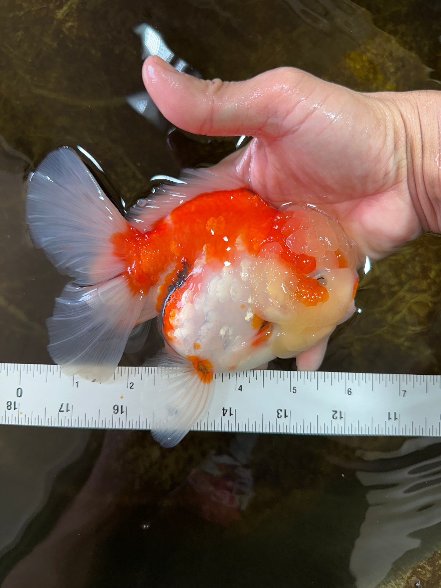 A Grade FLUFFY WEN Sakura Oranda Female 6  inches #091225OR_14