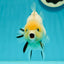 A Grade Lemonhead Yuanbao Male 4.5 inches #110824YB_33