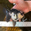 A Grade Panda Button Eyes Oranda Female 5 inches #081525OR_17