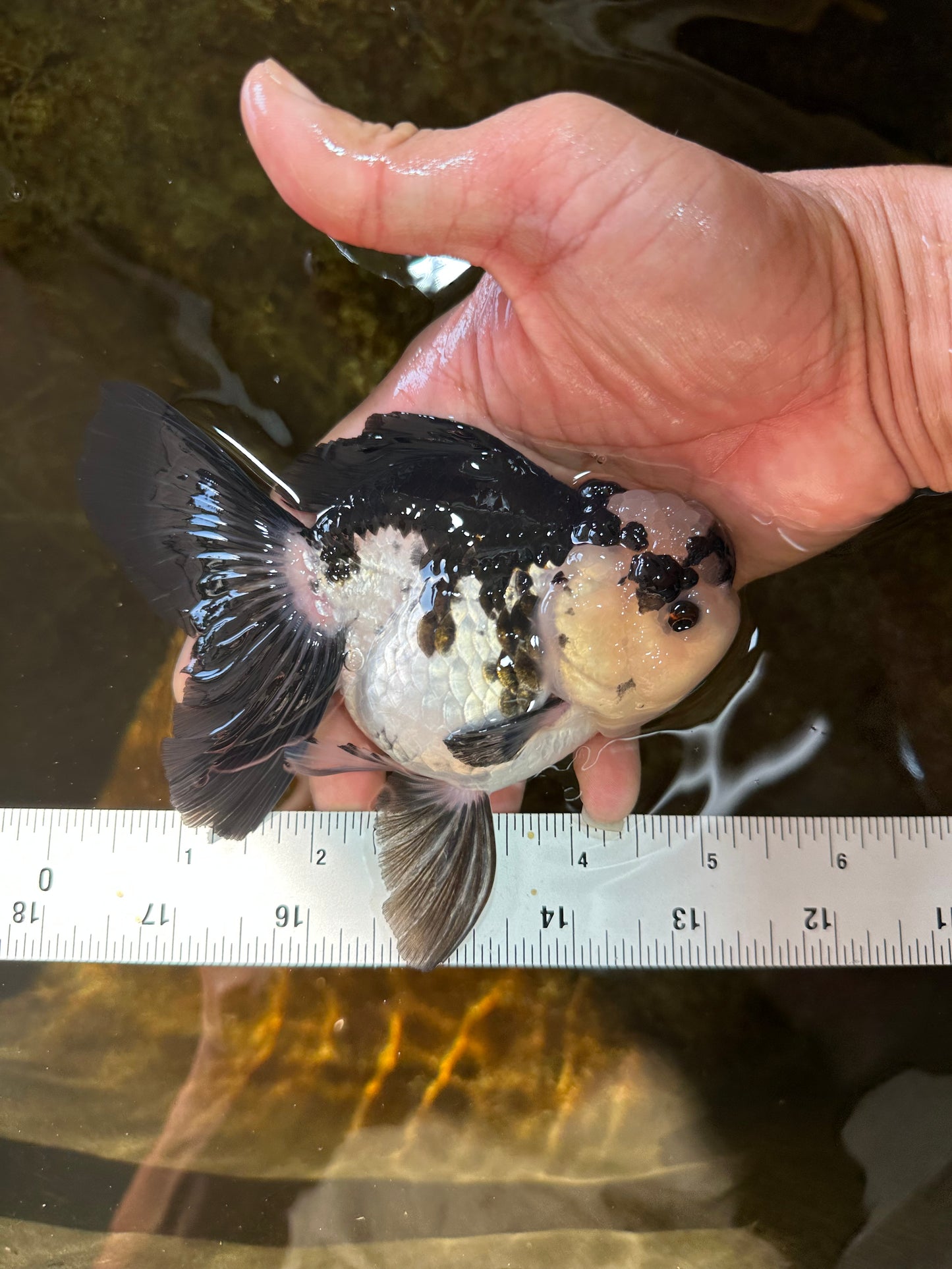 A Grade Panda Button Eyes Oranda Female 5 inches #081525OR_17